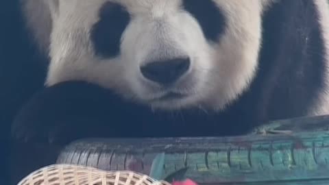 A lovely panda