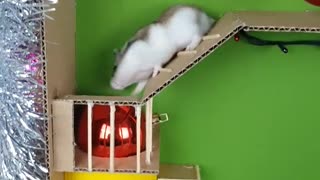 See if I'm good?🎅🎄🐹 #hamster #christmas #parkour #foryou