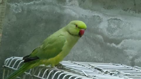 Parrot Talking Mithooo Mithooo || Talking Baby lI Laughing Parrot v Funny 40