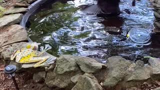 Bear Cub Plays in Fountain at Rental