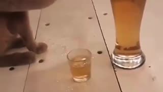 Kitty likes beer