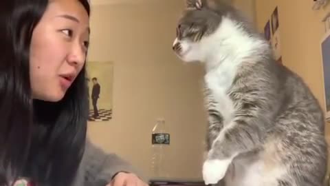 Girl's cat smacks her in the face when she tried to talk to him.