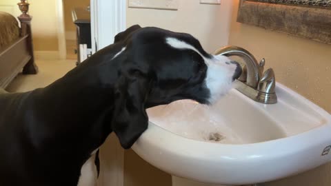 Funny Slobbery Mantle Great Dane Loves To Sink Drink