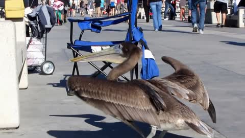 Friendly Pelican on pier