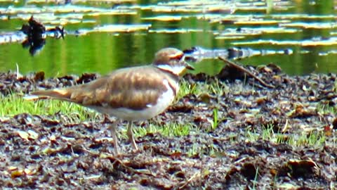 Killdeer