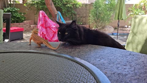 Bearded Dragon Hops on Cat's Back