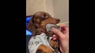 Puppy who loves clean