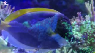 Acanthurus Leucosternon (Powder Blue)