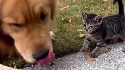 😂 Awesome Funny 🐶 Dogs And Cats 😸 - Funniest And Cute Pet Videos