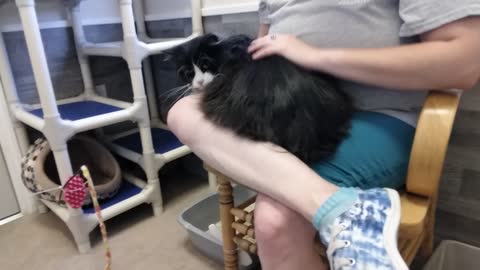 Visiting Shanti, Echo, and Emma At the Cat Shelter Part 1