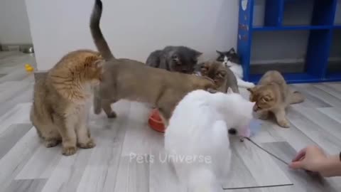 Many cats funniest video 🤣🤣😂love this video
