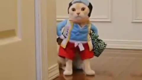 Very funny cats in clothes