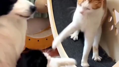 cute cat & cute dog funy fight