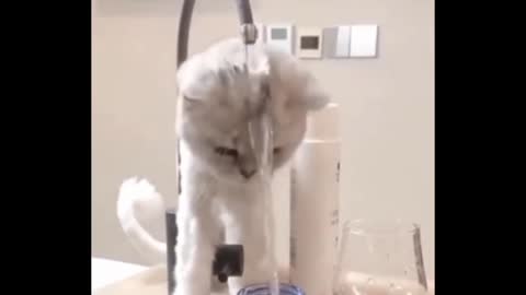Cat is confused to drink water