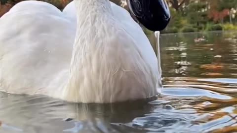 "One Lonely Swan: A Tale of Heartbreak and Unyielding Loyalty"