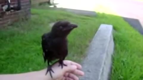 Crow wont go