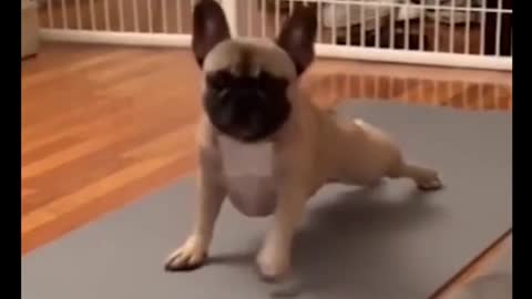 Funny Dog doing yoga