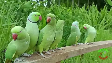 Parrot Nature Videop2