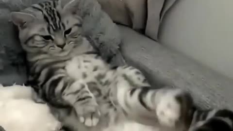 Cute cat funny cats 😂😂 short video