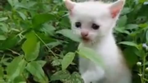 The Sound of a baby Cat calling it's mother
