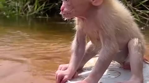 sooooo Adorable monkey