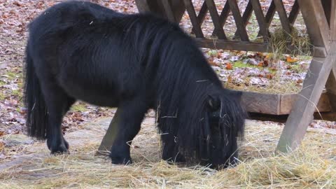 8 MINUTES of CURIOUS SHETLAND PONIES | BEST Relax Music, Meditation, Stress Relief, Calm | TVM