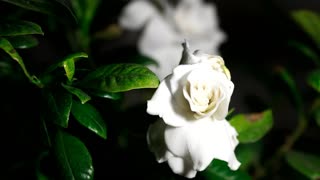 Time-Lapse of white gardenia flower opening in slow motion