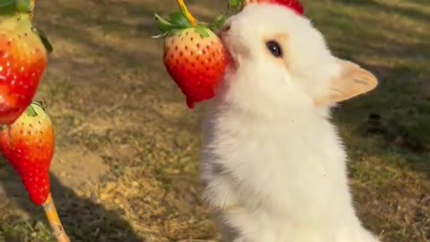 Rabbit eating strawberries