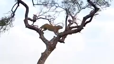 Leapords Hunts Monkey In a High -Stakes Treetop Chase