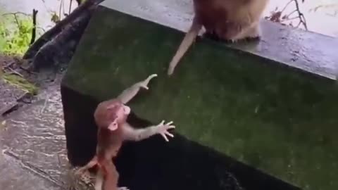 Funny animals video😂can't help laughing😜😂