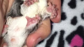 Sleeping baby Sugar Glider caught dreaming