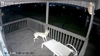 Coyote Attacks Cat on My Beach House Upstairs Deck