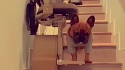 Funny Dogs Vs Stairs 🐶 - Cute Dog Videos 2021 😂 #shorts