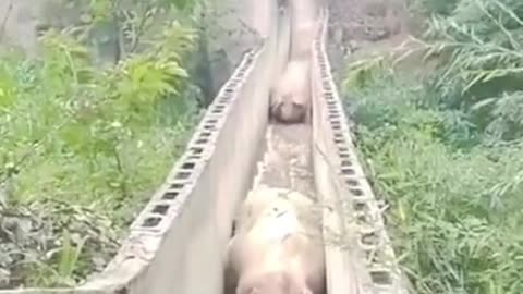 🤣pig playing slide🐖