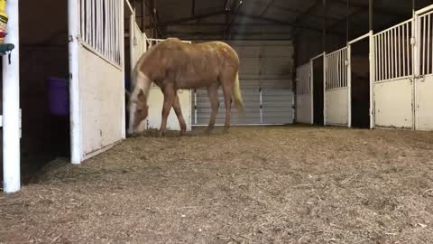 Horses Run Into the Barn and Know Their Own Stalls