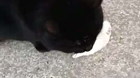 Cat was catching little rabbit