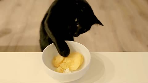 cute kitten eating potato chips