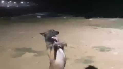 Dog Dance//funny video