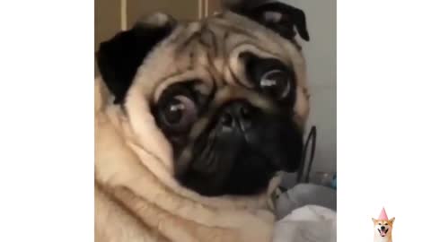 pug dog barking - pug dog funny video - pug funny