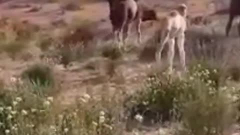 A herd of camels lost in the desert 😳