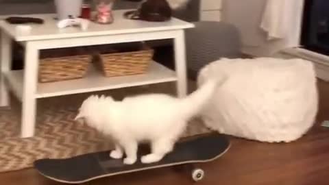 The skateboarding cat at home