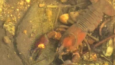 Beautiful crayfish in the water #beautiful #animals