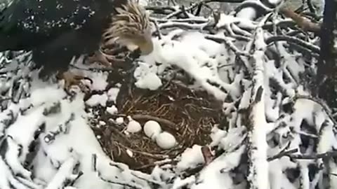 Birds in their nests in the snow.