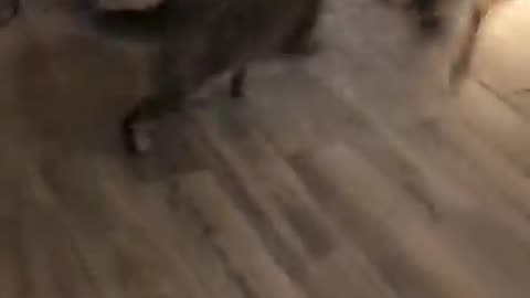 Funny cat and dog fights