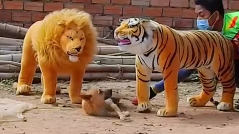 Fake lion and Tiger dog prank funny video