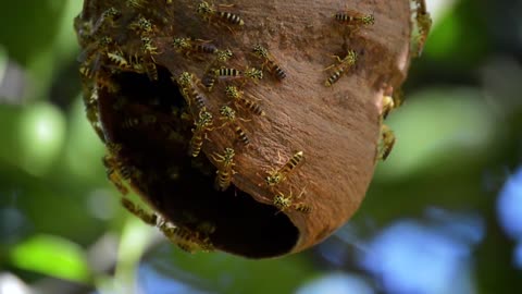 bee making her home