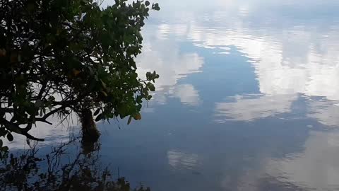 Tampabay reflections