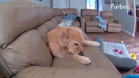 Buxton the Golden Gets a Treat From Furbo Camera