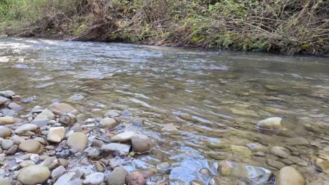 Chilling by the creek