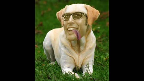 YTMND - Jeff Goldblum Retriever